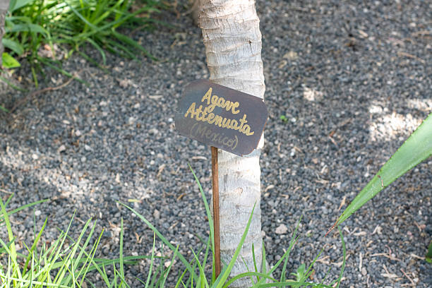 Agave attenuata, commonly known as Fox Tail Agave or Swan’s Neck Agave, is a soft-leaved, spineless agave native to central Mexico. Unlike many agaves, it features smooth, pale green to bluish rosettes and a distinctive curved flower stalk that resembles a fox’s tail, which appears after many years. This plant is prized for its architectural form, making it a favorite in modern, tropical, and Mediterranean-style gardens. It thrives in full sun to partial shade, requires well-drained soil, and is drought-tolerant once established. It does not tolerate frost well and often grows in clumps from basal offsets.