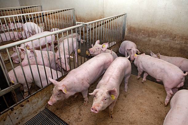istock Pigs in stable for meat production in the Netherlands 2237275408