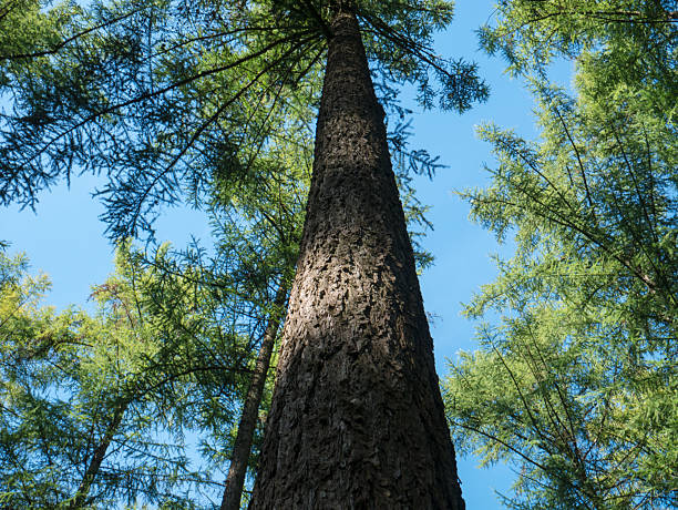 istock Green forest in Nordrhein-Westfalen, Germany 2237277295