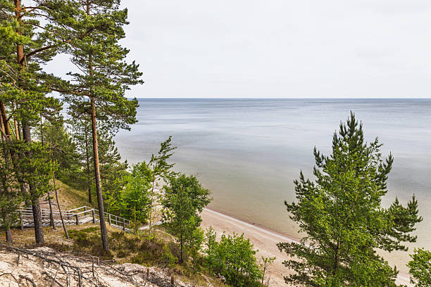 istock Baltic Sea Coastline with Pine Forest and Sandy Dunes 2237278155