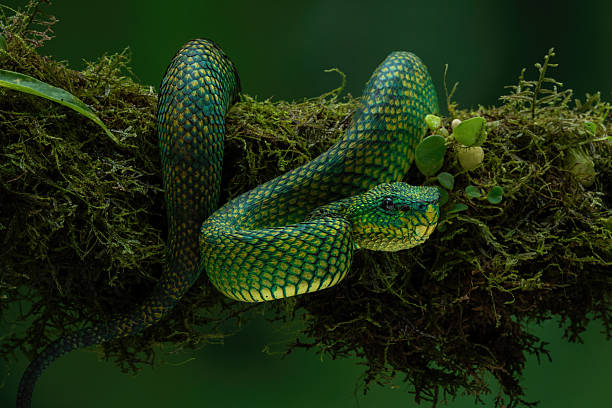 istock Bornean keeled green pit viper 2237288244