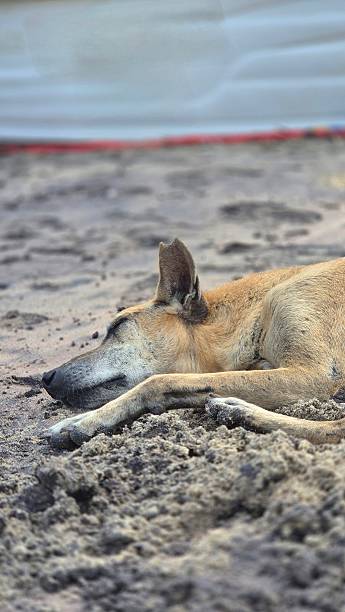 istock sleeping dog on beach - Sri Lanka 2237288687