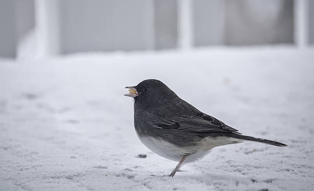 istock Dark-eyed Junco Enjoying A Cracker On Porch Railing. 2237290092