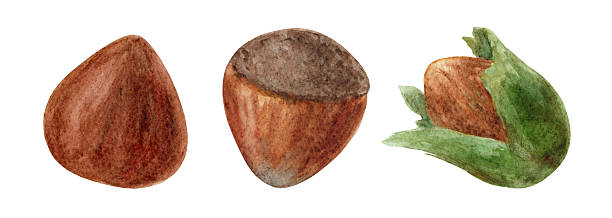 istock Watercolor hazelnut set, hand drawn illustration of nuts on white background. 2237290530