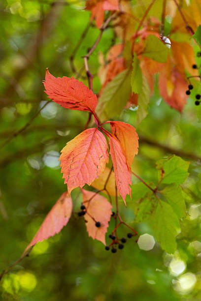 istock Nature Harmony with Autumn Forest and Lake 2237291843