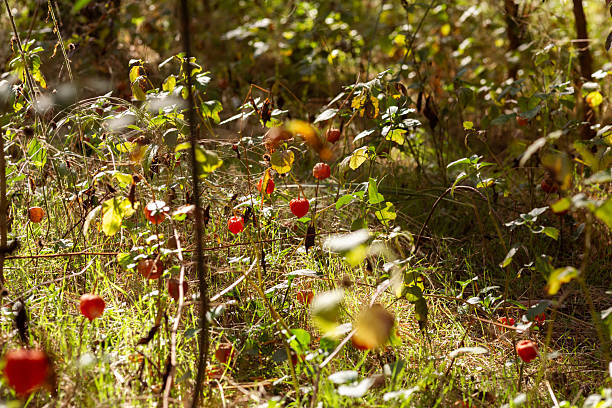 Golden Canopy with Autumn Flowers and Grasses