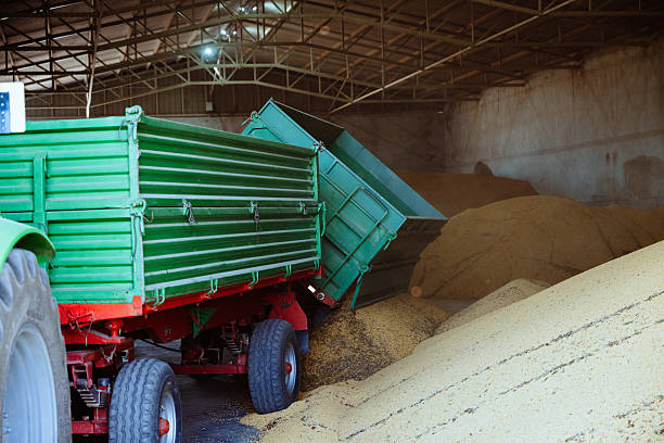 Senior farmer driving tractor with loaded trailers to the silos