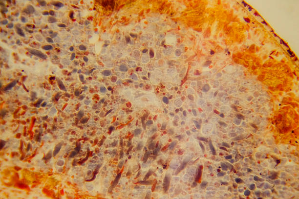 Planaria whole mount slide showing internal organs stained