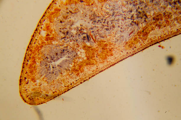 Photomicrograph of the ciliate Blepharisma americanum in various stages of development. Typical faint pink color. Each individual is only one cell. Live specimen. Wet mount, 10X objective, transmitted brightfield illumination.