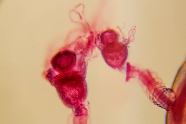 istock Eudendrium female colony with developing gonophores 2237297275