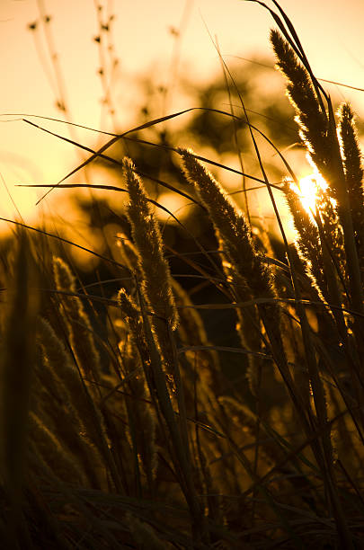 istock Wild Grass Silhouettes Backlit by a Warm Golden Hour Sunset 2237299334