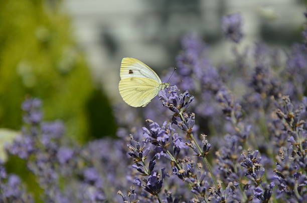 An action shot of a Cabbage White butterfly (Pieris rapae) captured in mid-flight, gracefully fluttering its wings above fragrant purple lavender flowers in a summer garden. The lush, blurred green foliage in the background creates a beautiful bokeh effect and provides ample copy space.