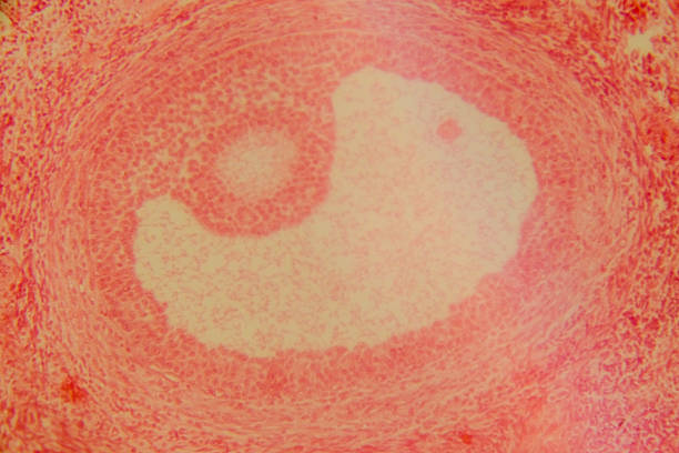 istock Cat ovary section with visible follicles at different stage 2237299694