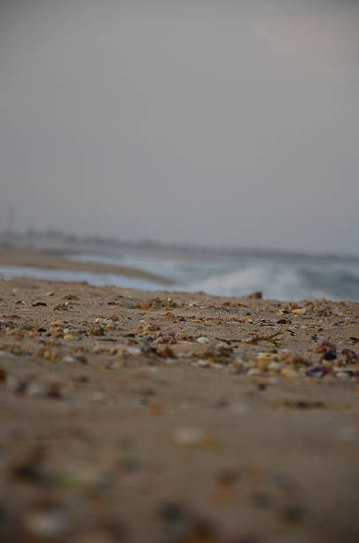 istock Artistic Close-up of a Seashell Covered Beach with Soft Focus 2237299762