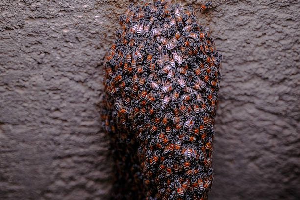 Dense bee-like insect colony on wall surface