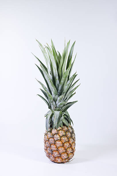 istock A Ripe Pineapple with a Green Top Standing on a White Background 2237299956