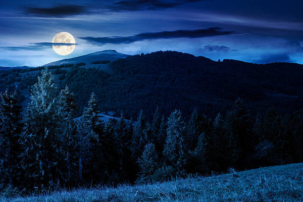 istock fir trees on meadow and hillside with conifer forest under the blue sky with clouds at night 2237301339