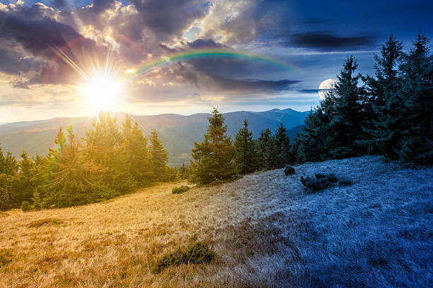istock fir trees on a meadow down the hill to coniferous forest in mountains 2237301386