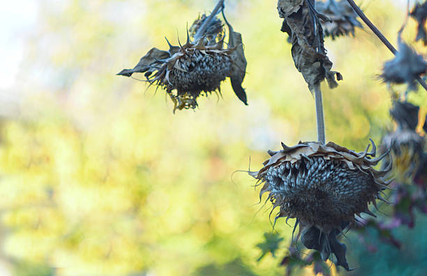 In the field, the sunflower bends and dries up
