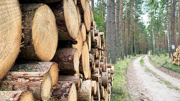 Stacked logs beside a dirt path in a forest. Tall trees surround the area, creating a natural setting. The scene conveys themes of forestry and nature