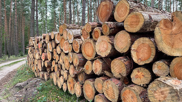 istock A stack of freshly cut logs beside a dirt path in a forest. The logs are neatly arranged, showcasing their natural wood grain and rings 2237303476