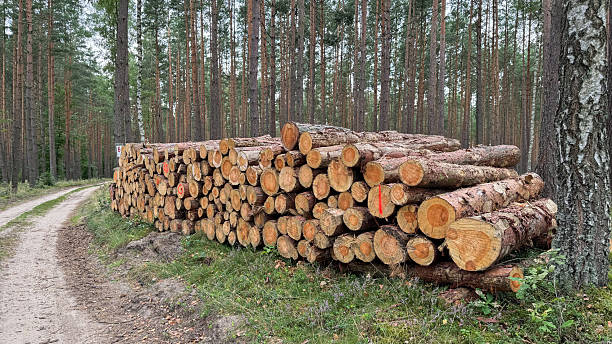 istock Stacked logs beside a dirt path in a dense forest. Tall trees surround the area, showcasing a natural woodland environment 2237303477
