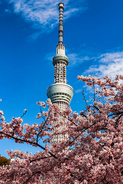 istock Sakura Bloom with Skytree Tower in Tokyo 2237304029