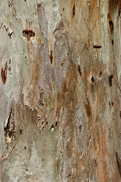 istock Detailed Natural Tree Bark Texture with Organic Cracks and Earthy Tones for Eco-Friendly Design and Rustic Nature Backgrounds, natural surface of bark sycamore close up, beige brown vivid color 2237306074