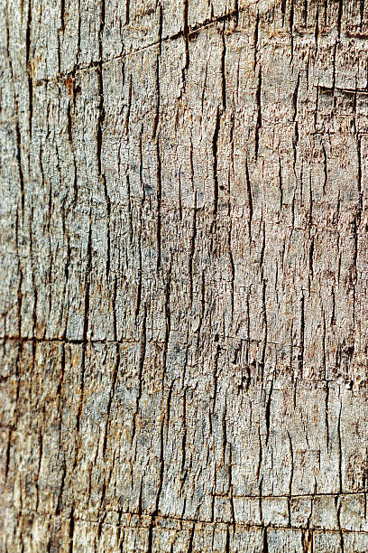 istock Close up of natural palm tree trunk texture background, natural wood patterns and structured rough tropical wooden surface, macro photo detailed texture of layered bark and fibrous coconut coir 2237306081