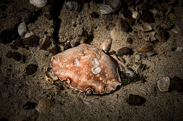 istock Vibrant Red Crab Shell on a Sunlit Sandy Beach 2237306141