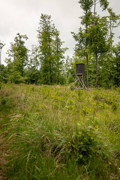 istock Hunting blind in a clearing 2237307910