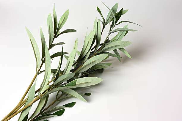 istock Background with branches and leaves 12 2237308314