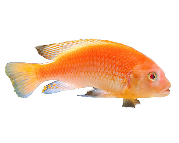 istock Red zebra cichlid fish isolated on white 2237308473