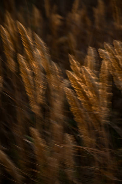An atmospheric and artistic close-up of wild grass plumes at sunset. The setting sun creates a beautiful warm glow and highlights the delicate textures of the grass, casting them in silhouette.