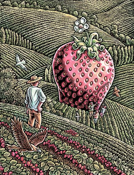 farmer in field looks at giant strawberry