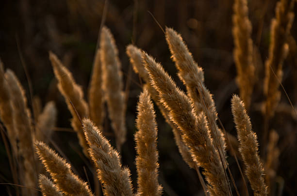 istock Wild Grass Silhouettes Backlit by a Warm Golden Hour Sunset 2237311033