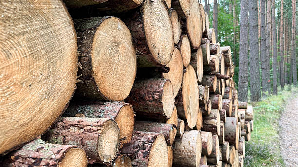 istock Stacked logs in a forest setting. The logs are cut and neatly arranged along a path surrounded by trees. Natural wood texture is visible 2237311062