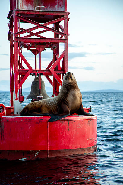 istock Sea lion on a buoy 2237314509