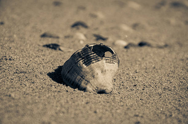 An artistic, close-up photograph of a single broken seashell resting on fine-grained sand. The image is treated with a warm sepia or monochrome tone, giving it a timeless, vintage, and nostalgic feel.