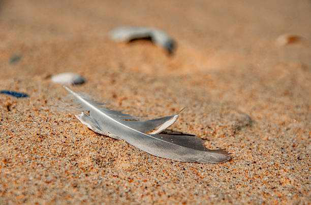 A delicate, close-up photograph of a single brown bird feather resting on the sand among tiny seashells.
