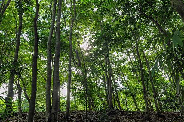 istock Nature green forest. sunrise in a spring  forest with bright young foliage glowing in the rays of the sun and shadows from tree 2237319705