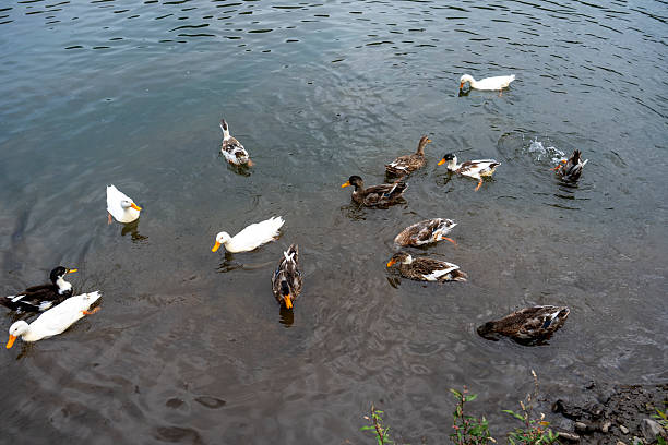 istock Mixed Breed Ducks Floating in Shallow Water – Serene Countryside Scene 2237319719