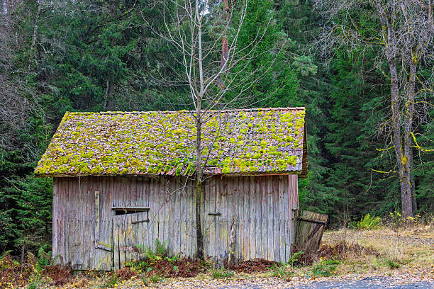 Close-up of a rustic wooden gable roof and facade detail against a blurred vibrant green forest background.