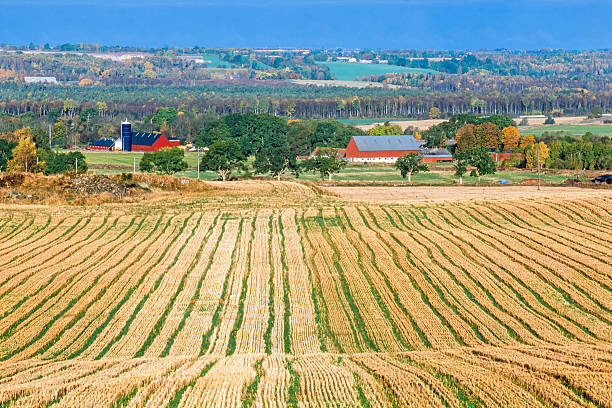 Spring crop fills the foreground leading back to a farm with red barns and rolling hill background with clouds above, Midwest USA