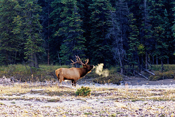 Elk bull standing at the forest edge with breath in backlight at