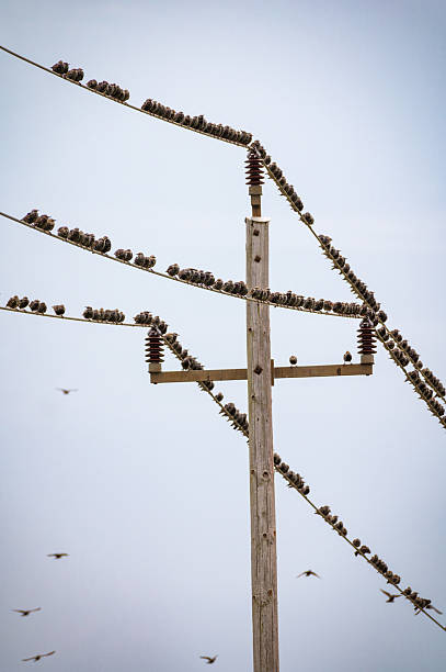 Common starlings on the electric pole