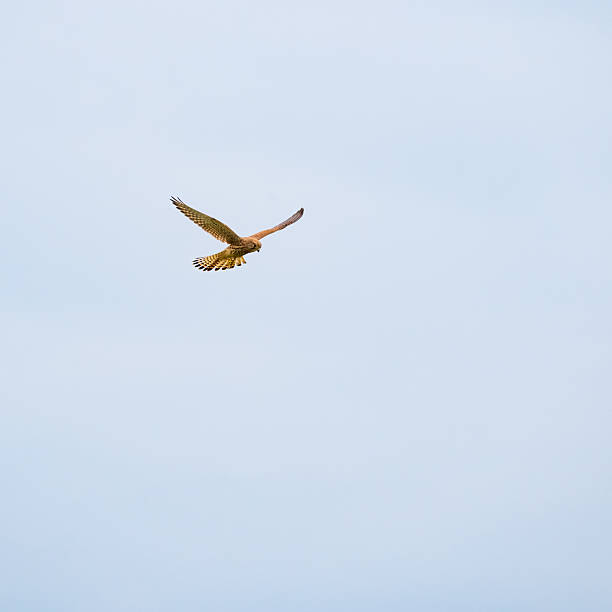 istock falcon in front of grey sky, standing in the air 2237323239
