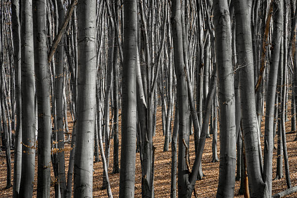 Beech trees trunks in a spring forest with a fallen leaves on the ground. Endless forest perspective