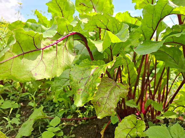 Red beets leaves