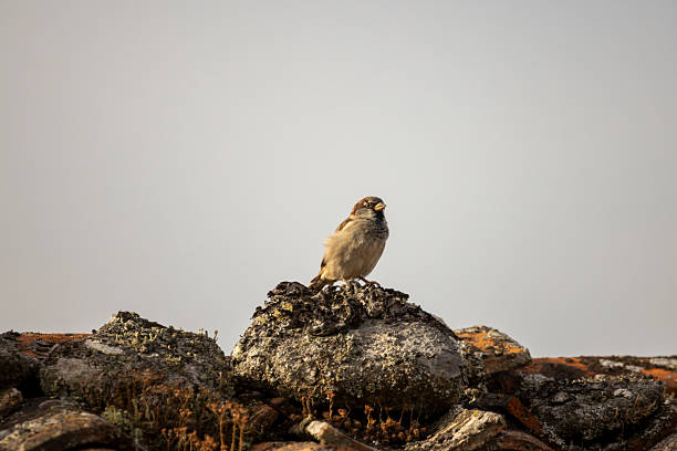 A small sparrow bird is perched on a rock. The bird is brown and has a black beak. The rock is gray and has moss growing on it. The scene is peaceful and quiet